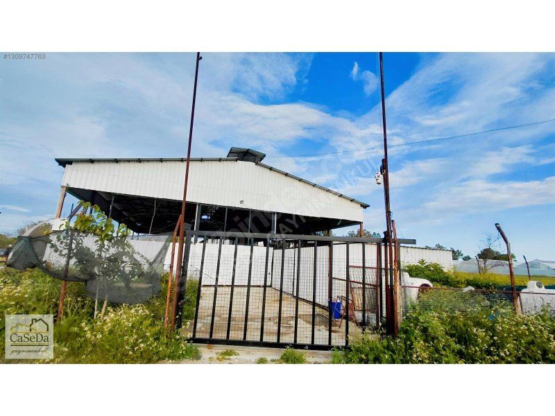 Kundu’da Kiralık Çiftlik