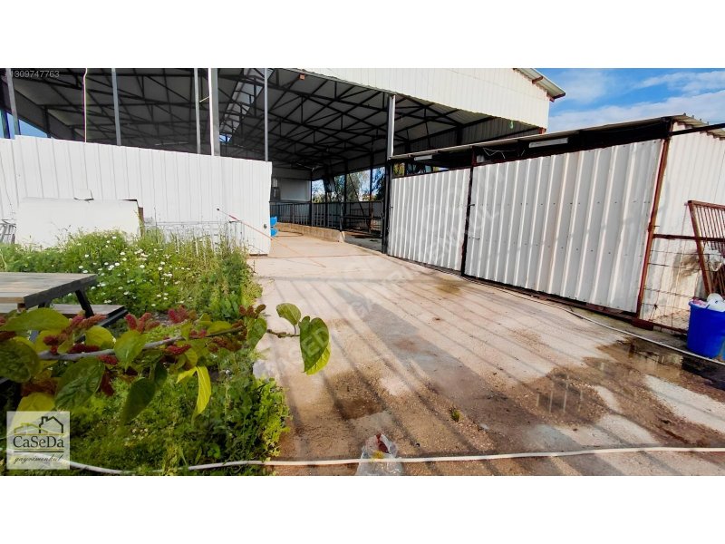 Kundu’da Kiralık Çiftlik