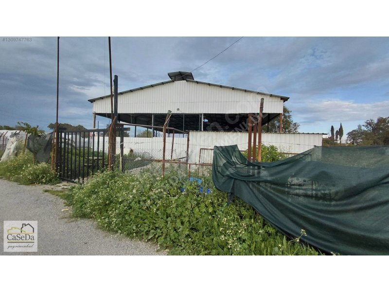 Kundu’da Kiralık Çiftlik