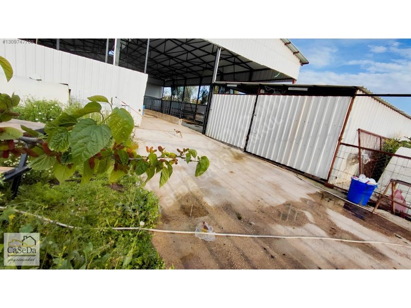 Kundu’da Kiralık Çiftlik